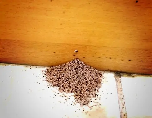 Termite Control
