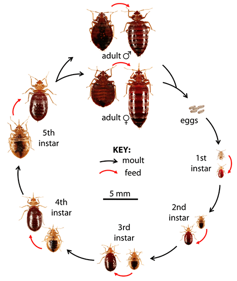 Bedbug Extermination